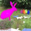 Hase - Image 3