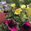Sommer-Specht 2020 - Image 4
