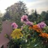 Sommer-Spechte 2022 - Image 4