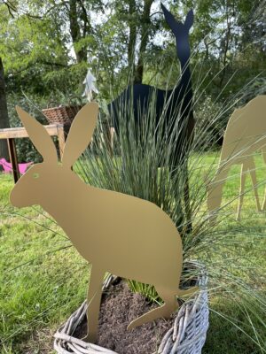 Hase